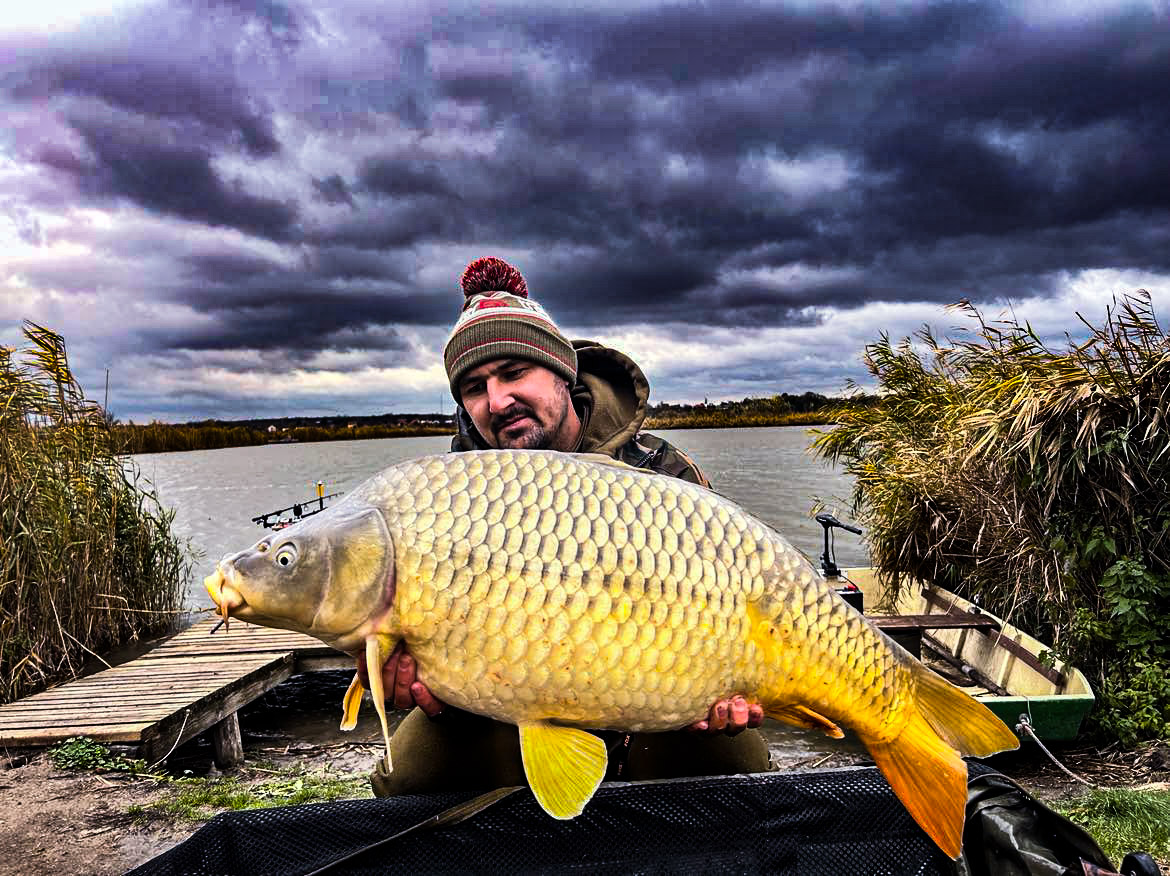 EVENTUS Premium Hookbait – Dippelt csalizóbojli
